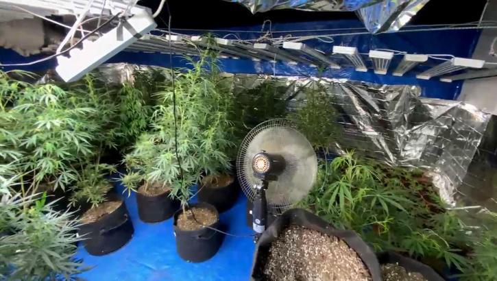 Kenevir yetiştirmek için evine sistem kurmuş