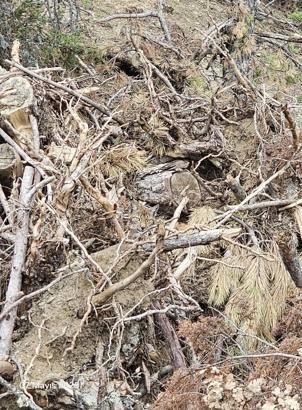 Vaşak ve yavruları görüntülendi