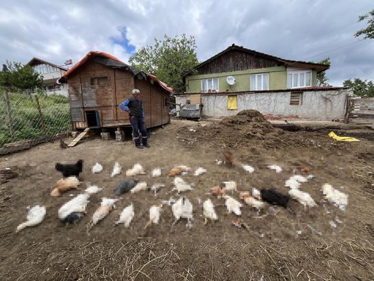 Başıboş köpekler, bahçedeki tavuk ve ördekleri öldürdü