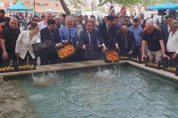 Mut Kayısı Festivali 30 Mayıs'ta