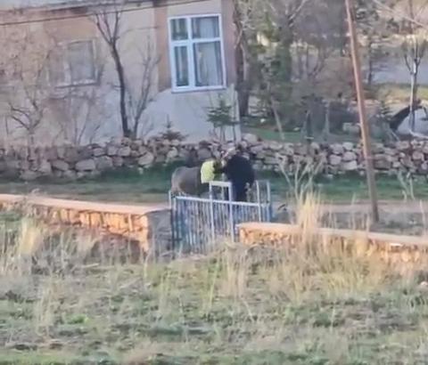 Sopalı şiddete uğrayan eşek öldü, hayvanseverler tepkili