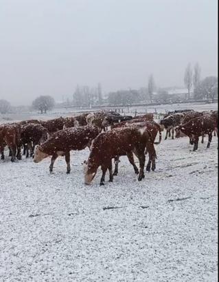Ardahan'ın yüksek kesimlerinde kar yağışı (2)