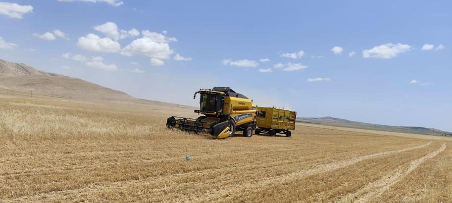Mardin'de buğdayda ilk hasat yapıldı; kilosu 17 liradan satıldı
