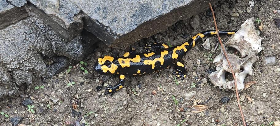 Kahramanmaraş’ta Türk semenderi görüldü