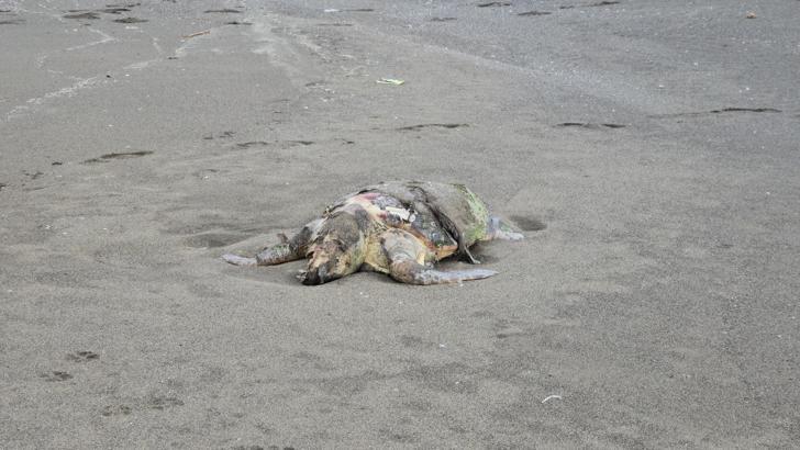 Hatay'da yeşil deniz kaplumbağası, ölü olarak sahile vurdu
