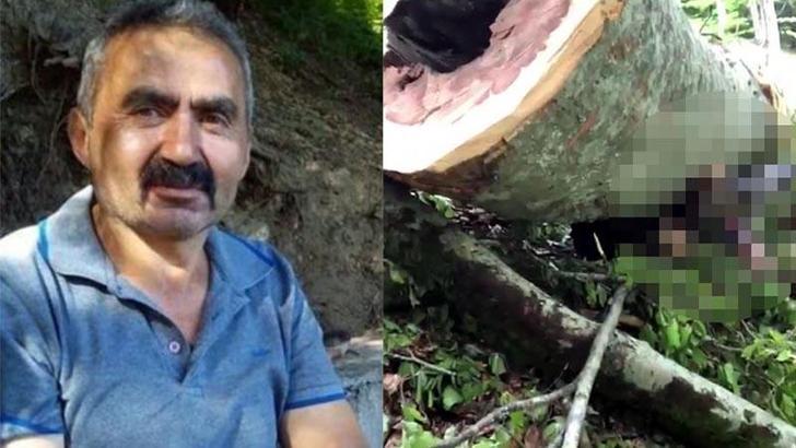 Üzerine ağaç devrilen kesim işçisi öldü