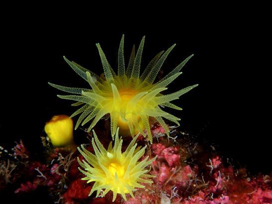 24'üncü Uluslararası Kemer Sualtı Günleri başlıyor