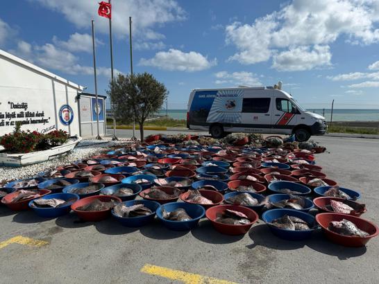 İstanbul- Arnavutköy'de kaçak avlanan 900 kalkan balığına el konuldu