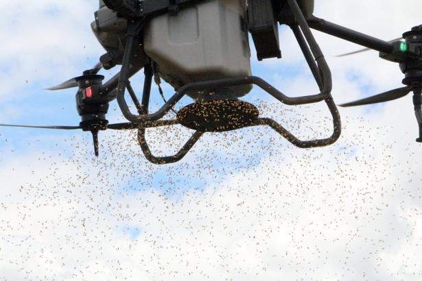 Dronla çeltik ekiyorlar