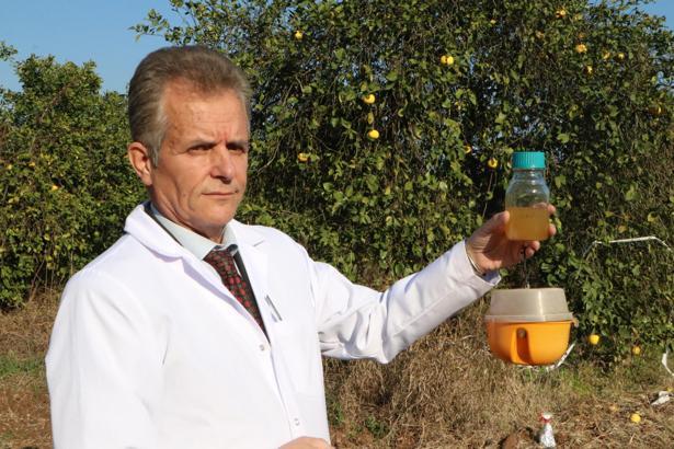 Türkiye’ye 3 milyar dolar zararı olan Akdeniz meyve sineğine karşı biyolojik ilaç geliştirildi