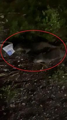 ‘Su samurları çöpte yiyecek arıyor, suyu kirletmeyin’