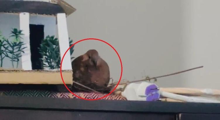 Kumru, girdiği evde 5 yaşındaki çocuğun odasına yuva yaptı