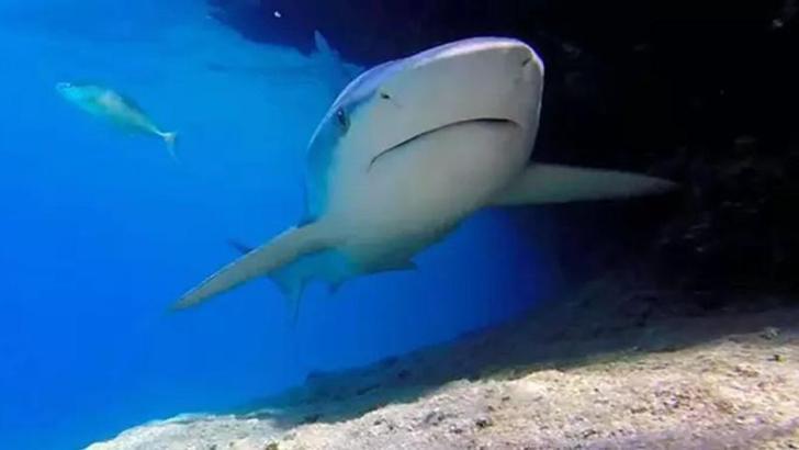 Güney Avustralya'da köpek balığı saldırısı