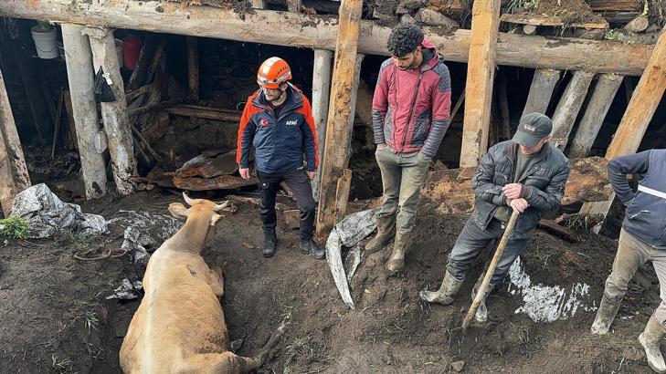 Ardahan'da ahır çöktü; 3 inek öldü