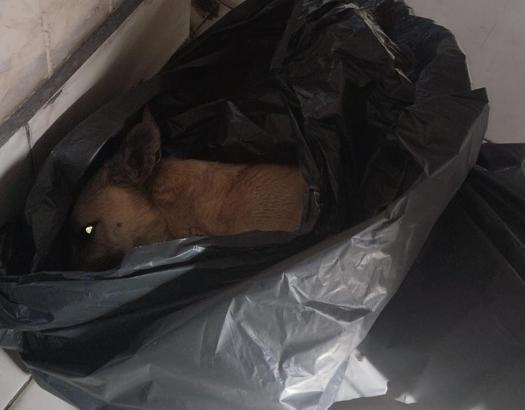 Barınakta hayvanların uyutulduğu iddialarına hayvanseverlerden tepki