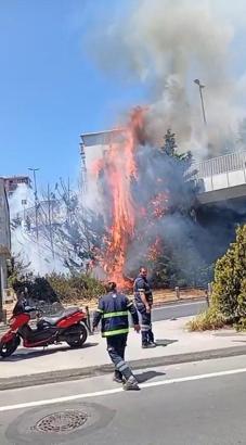 İstanbul - Beşiktaş'ta ağaçlık alanda yangın