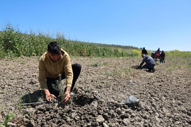 Nilüfer Belediyesi Konaklı’ya 800 zeytin fidanı dikti