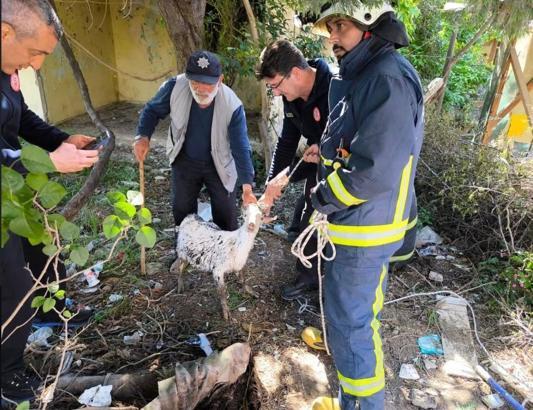 Yalova’da itfaiye ekiplerinin keçi kurtarma operasyonu kamerada