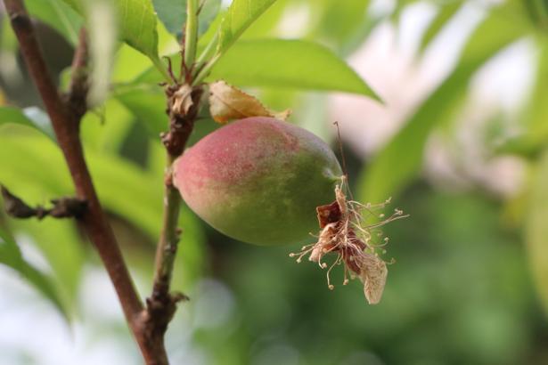 Prof. Dr. Kapur: Don olaylarına karşı daha geç çiçeklenen bitkiler tercih edilmeli