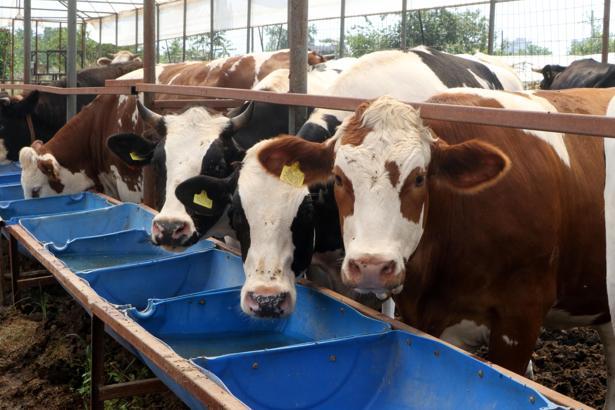 Antalya'da kurban pazarlarında hareketlilik