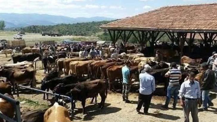 Tosya'da 'şap' karantinası