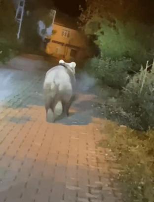 Bartın'da yola inen bozayı görüntülendi