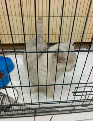 Apartman havalandırma boşluğuna düşen kedi kurtarıldı