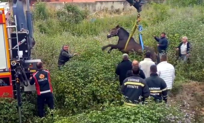 Edirne'de çukura düşen at, vinçle kurtarıldı