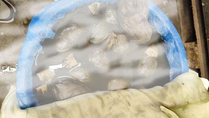 Kapıkule'de kaçak yollarla yurda sokulmak istenen 8 bin adet sülük ele geçirildi