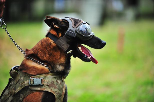 TSK'nın 'kahraman köpekleri', 2 yıl boyunca 8 farklı branşta eğitiliyor