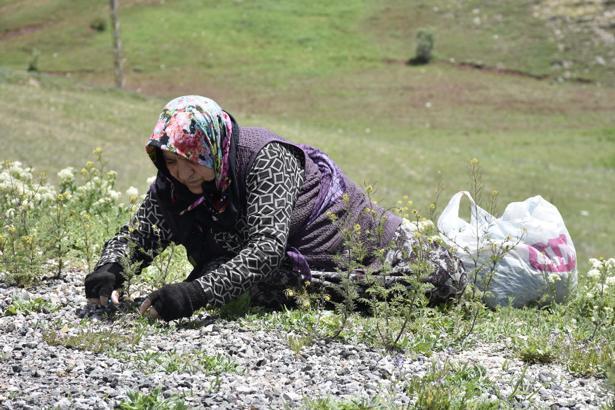 Köy kadınlarının zahmetli 'madımak' mesaisi