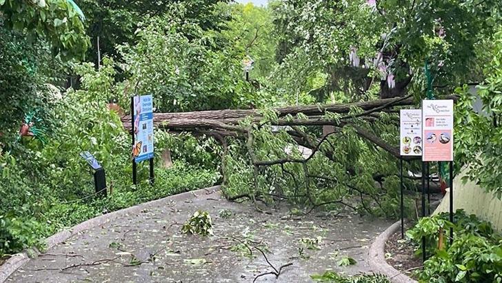 ABD’de fırtına: 5 kişi hayatını kaybetti