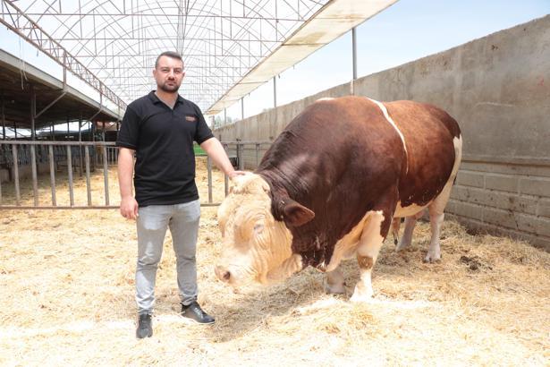 1,5 tonluk 4 yaşındaki kurbanlık 'Poyraz', alıcısını bekliyor