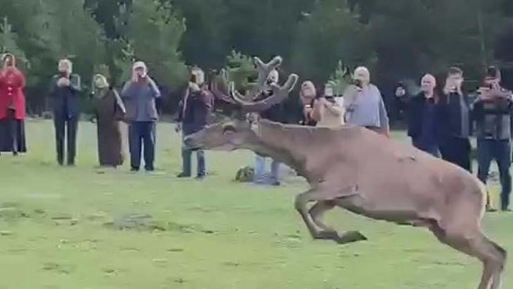 Koruma altındaki kızılgeyikler Ordu’da doğaya salındı