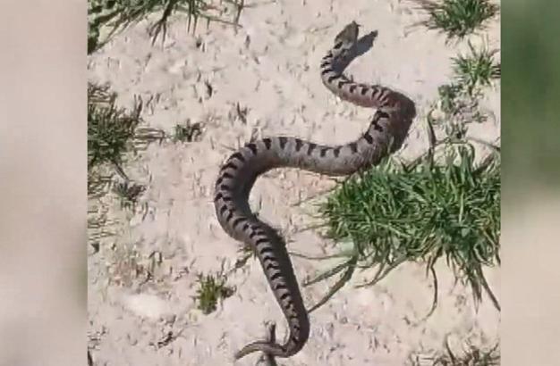 Bursa'da Kafkas burunlu engerek yılanı görüldü