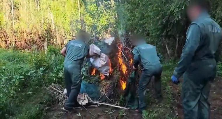 Diyarbakır’da 5,3 ton esrar üretilebilecek 30 bin kök kenevir ele geçirildi