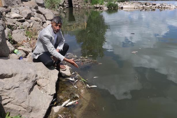 Dicle Nehri’nde balık ölümleri; profesörden ‘can suyu’ uyarısı