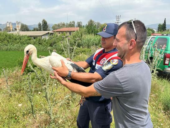 Aydın'da avcıların vurduğu yaralı leylek, 3 aylık tedavinin ardından doğal ortamına bırakıldı