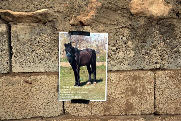 Kaybolan atını duvarlara astığı afişlerle arıyor