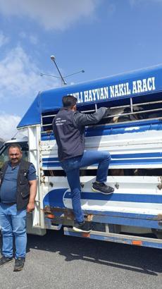 Kurban Bayramı öncesi hayvan hareketliliğine sıkı denetim