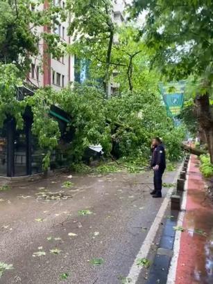 Çınar ağacı kafenin üzerine devrildi