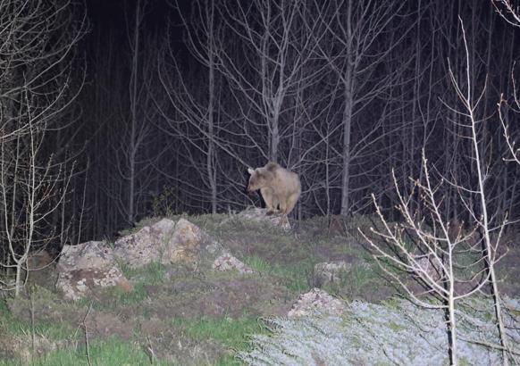 Nemrut’ta kış uykusundan uyanan ayılar bu yıl ilk kez görüntülendi