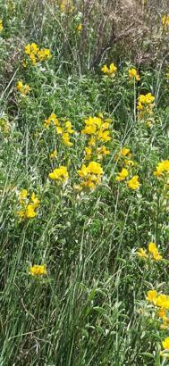 Eber sarısı çiçek açtı