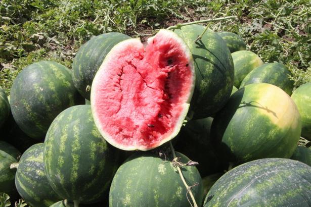 Adana’da sezonun ilk karpuz hasadı başladı; tarlada kilosu 7 TL