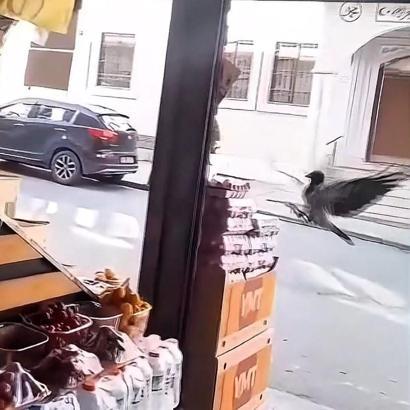 İstanbul- Sultangazi'de karganın marketten yumurta aldığı anlar kamerada