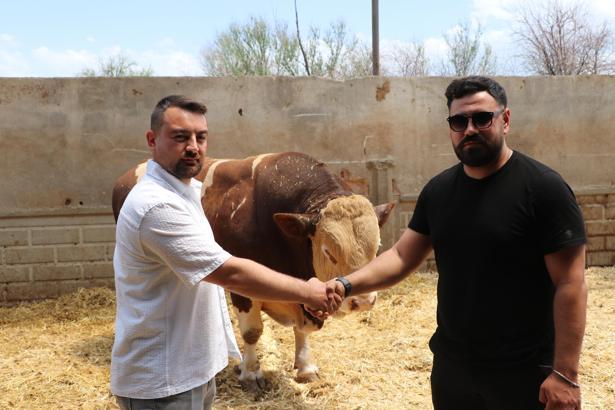 Şampiyon boğa 'Poyraz', 540 bin TL'ye alıcısını buldu