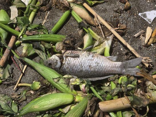 Asi Nehri’nde ölen balıklar sürüklendikleri Akdeniz'de sahile vurdu