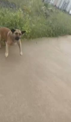 İstanbul- Avcılar'da köpeklerin saldırısından sürücülerin kornası sayesinde kurtuldu