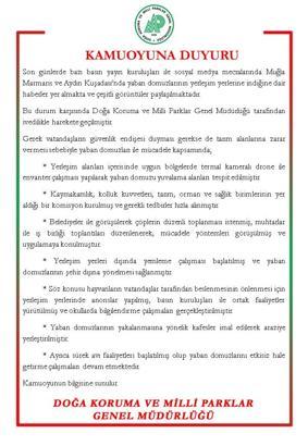 DKMP'den 'yaban domuzu' açıklaması