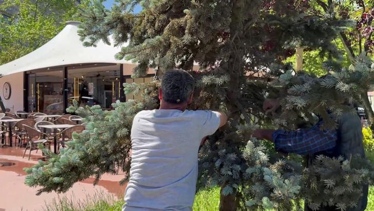 Arılar çam ağacına oğul yaptı